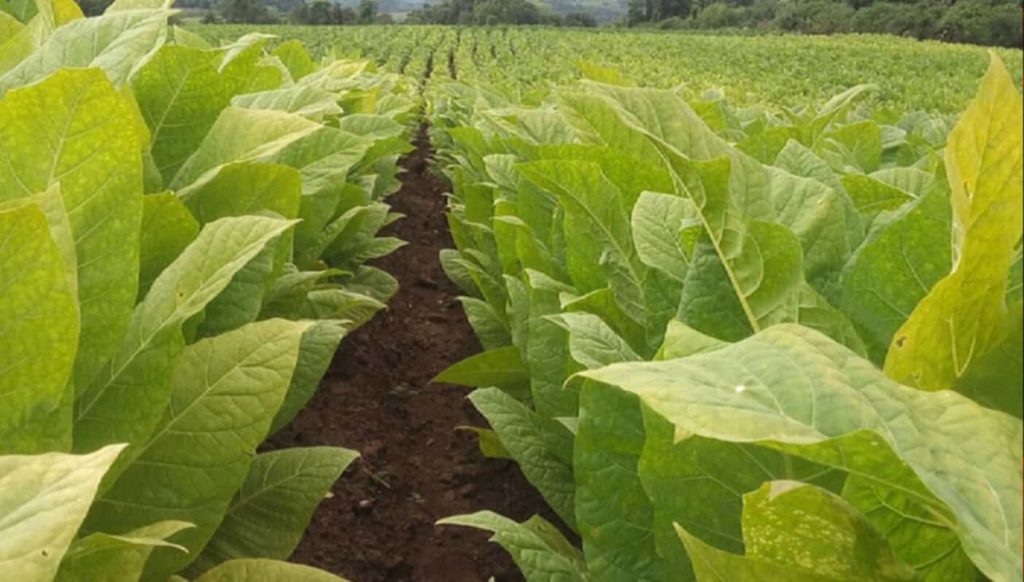 Aerial view of tobacco fields in Misiones